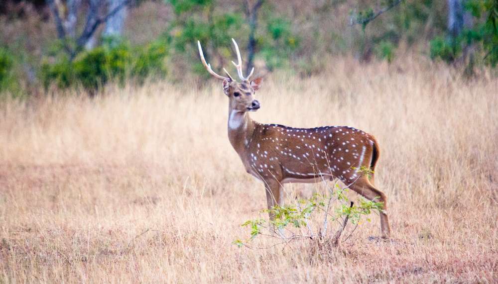Wilpattu National Park