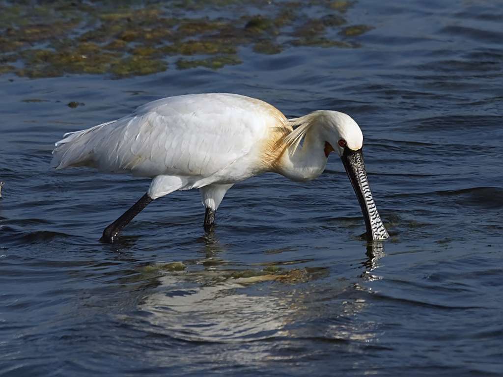 Bundala National Park