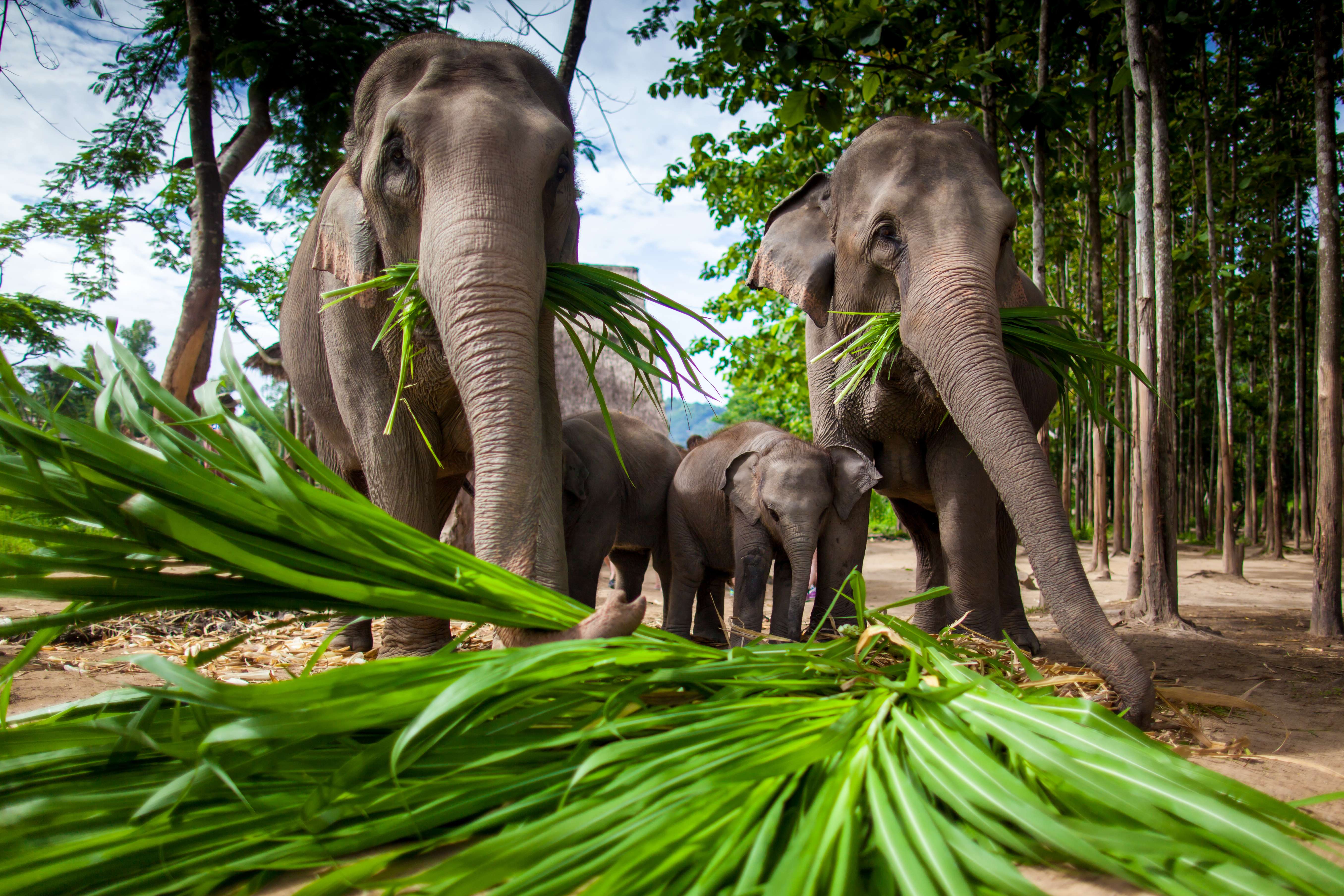 Elephant Sanctuary in Chiang Mai, Book & Get 1000 Cashback