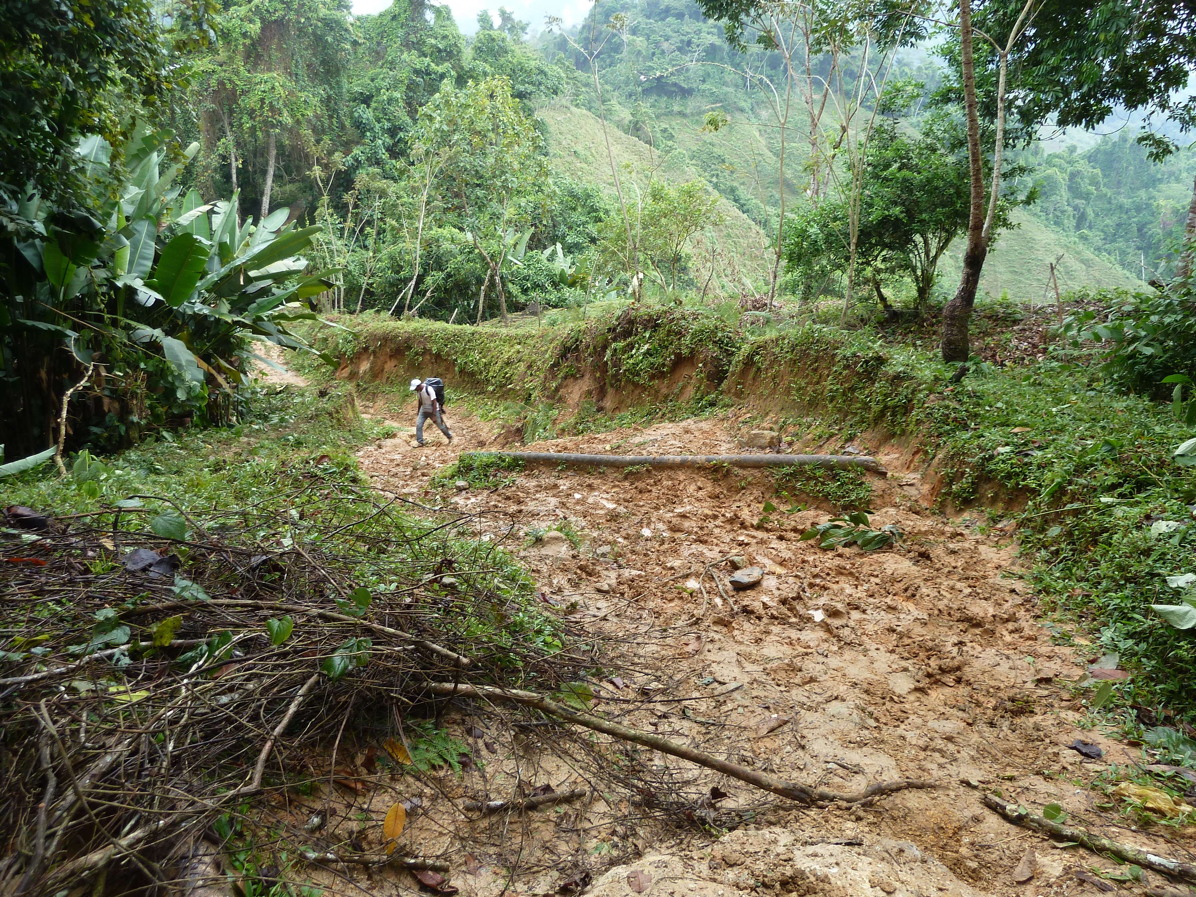 Rain Forest Trekking in Kitulgala Forest Reserve