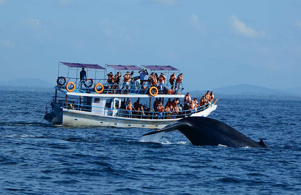Whale Watching at Marissa Fishery Port