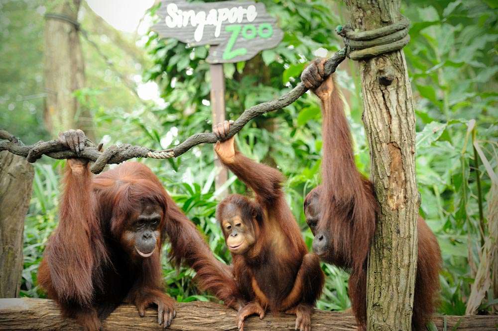 Singapore Zoo Tickets | Skip the Line with E-voucher