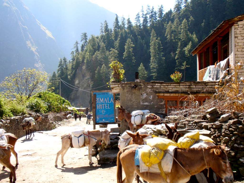 Pony Trek Expedition