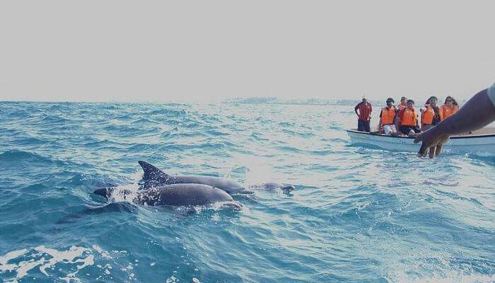Dolphin Watching in Alibaug @ ₹250 | Book Now & Save 40%