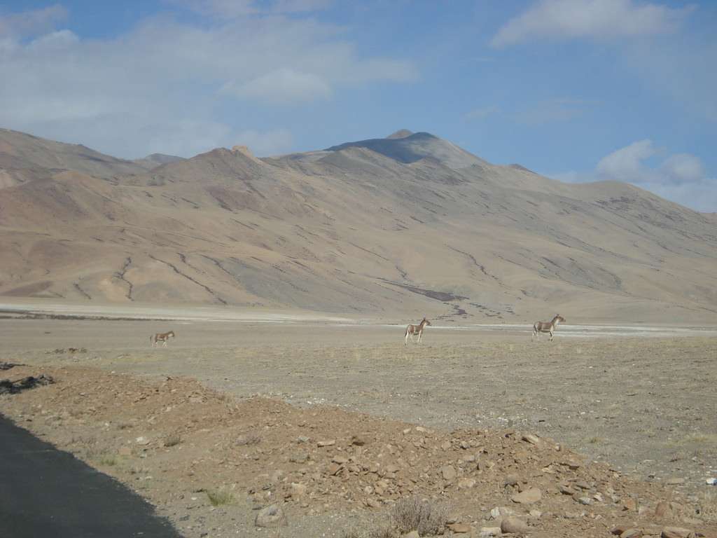 Wildlife Tour Packages of Ladakh