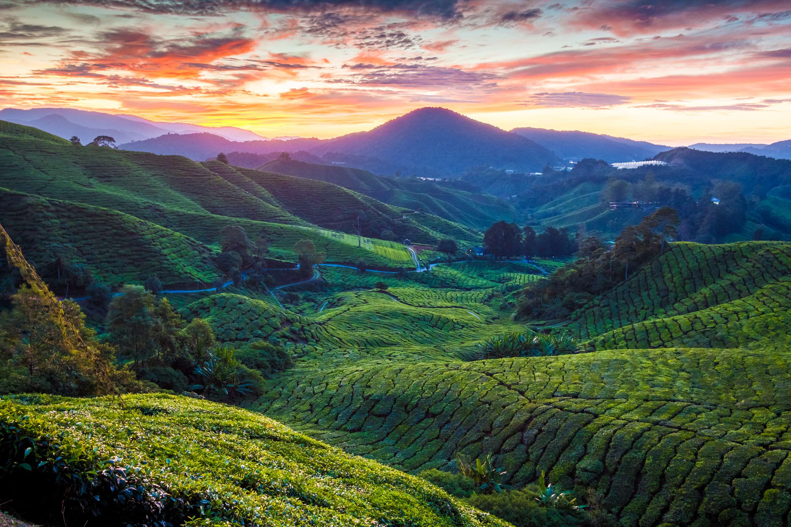 Visit Cameron Highlands, Pahang