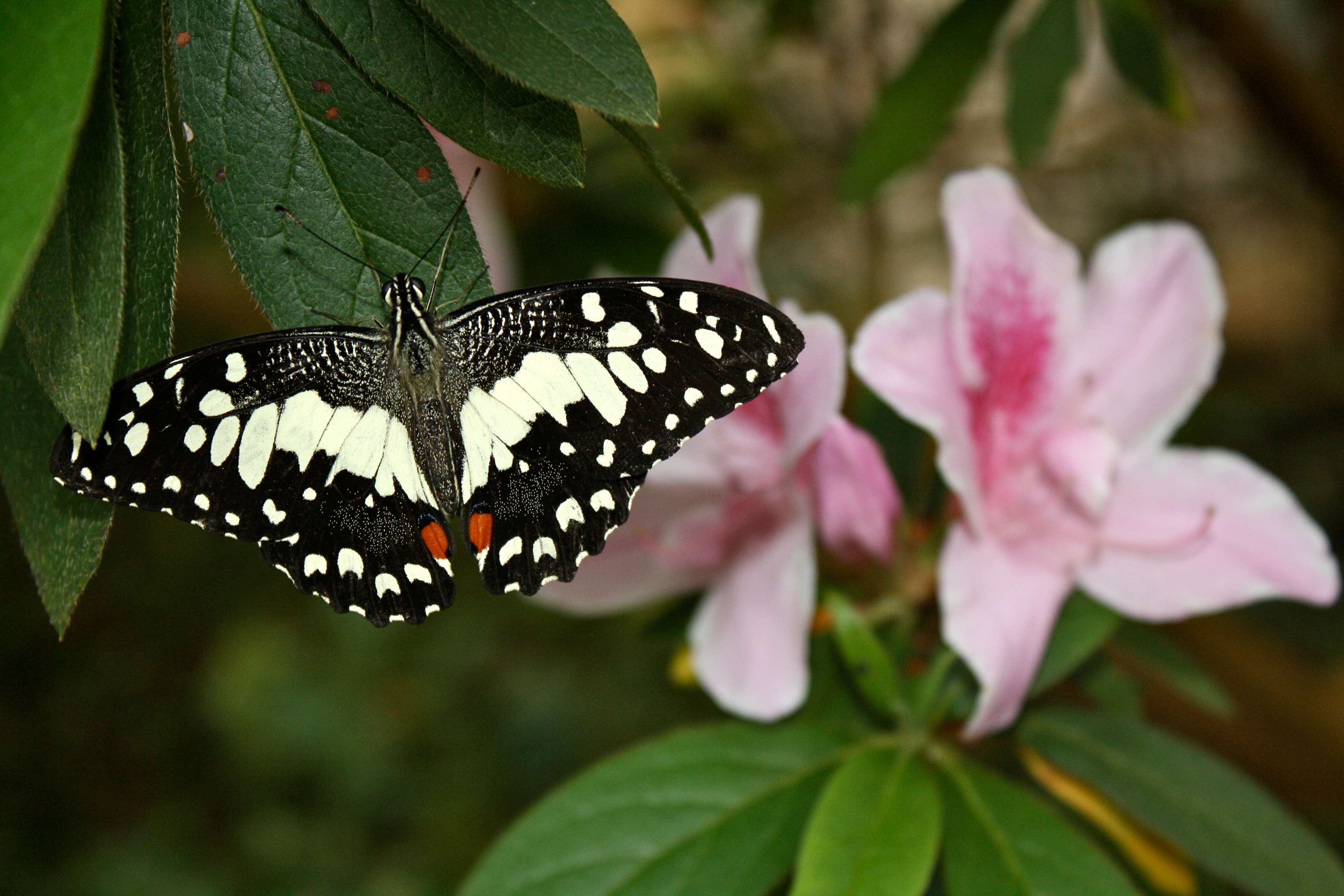Visit Butterfly Farm