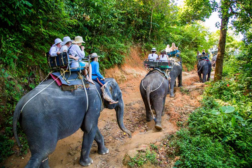 Elephant Trekking