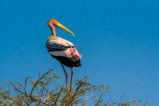 Bharatpur Bird Sanctuary from Delhi Tour @ Flat 16% off