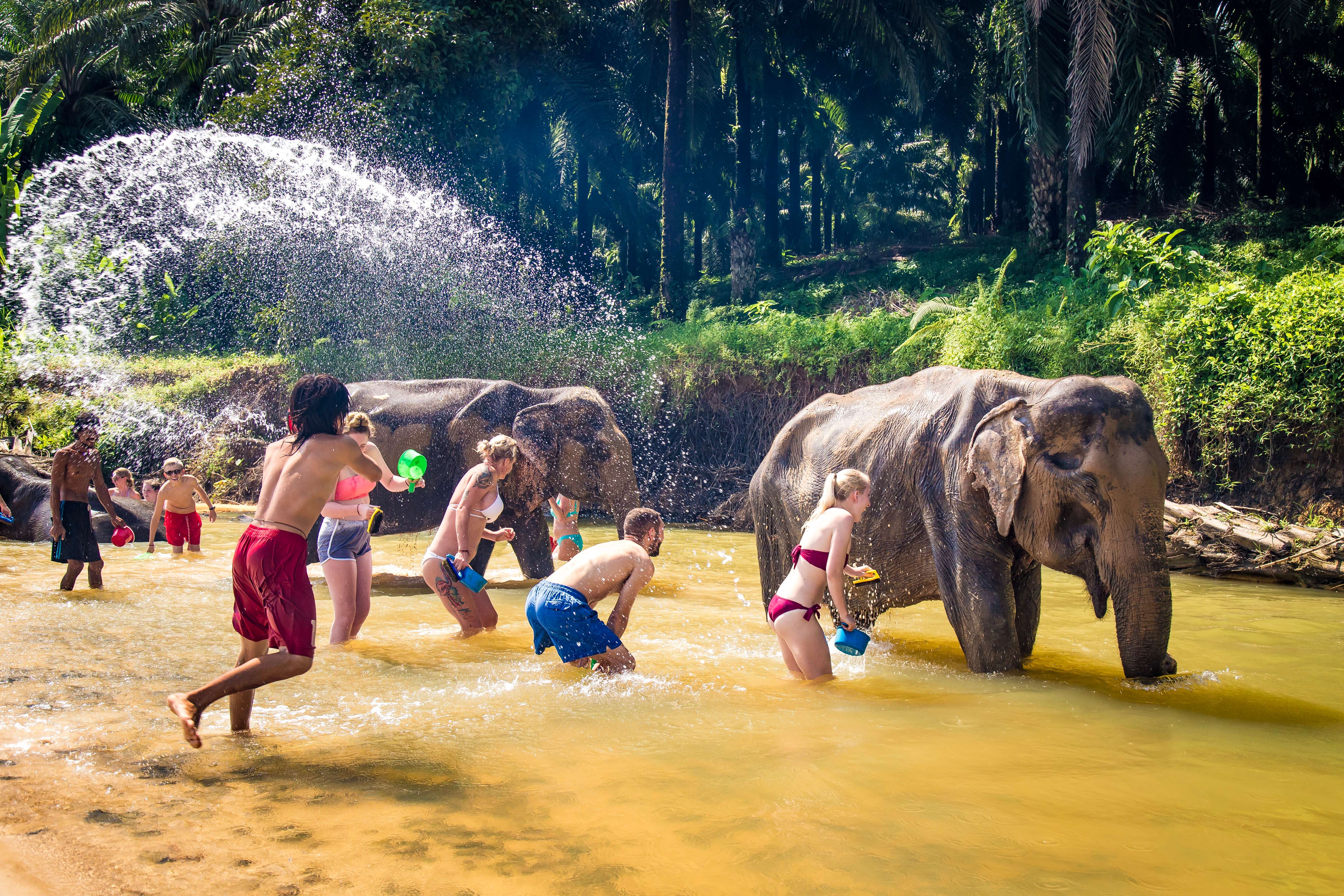 Play with Elephants at  Elephant Jungle Sanctuary