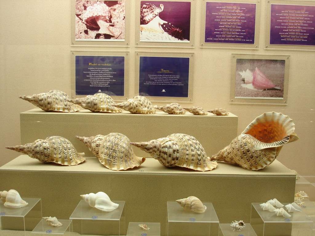 Phuket Seashell Museum