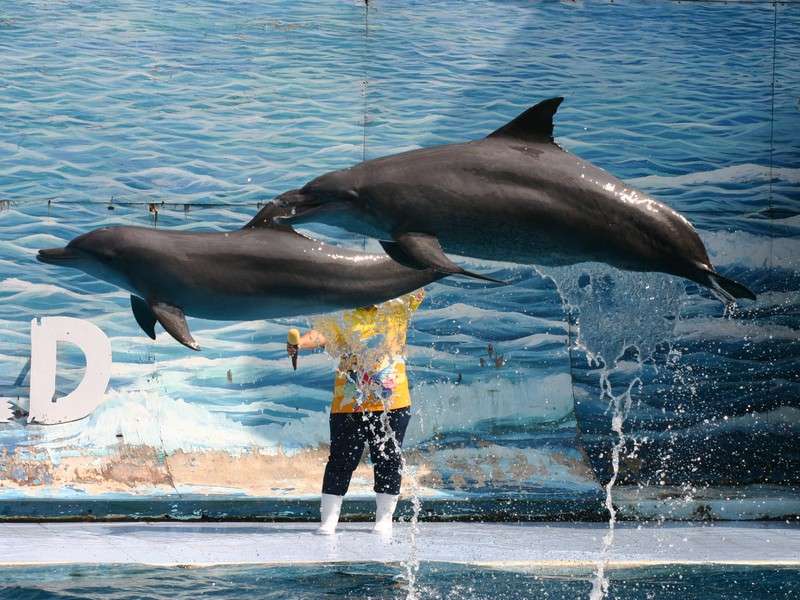 Visit Dolphin World