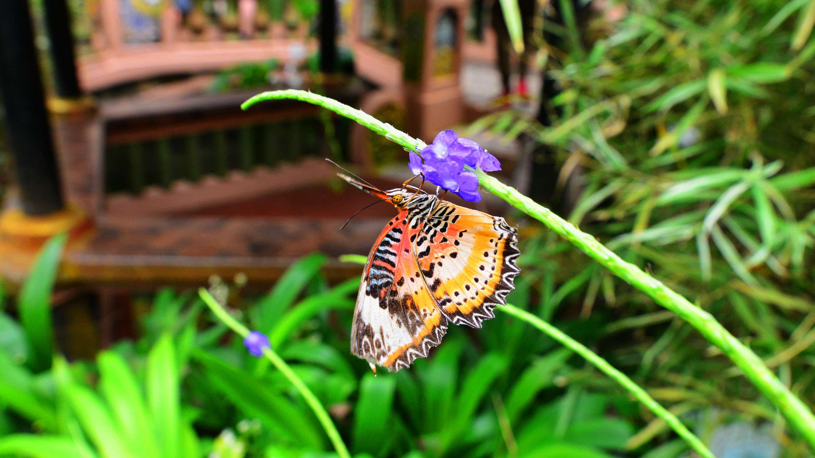 Experience Penang Butterfly Park