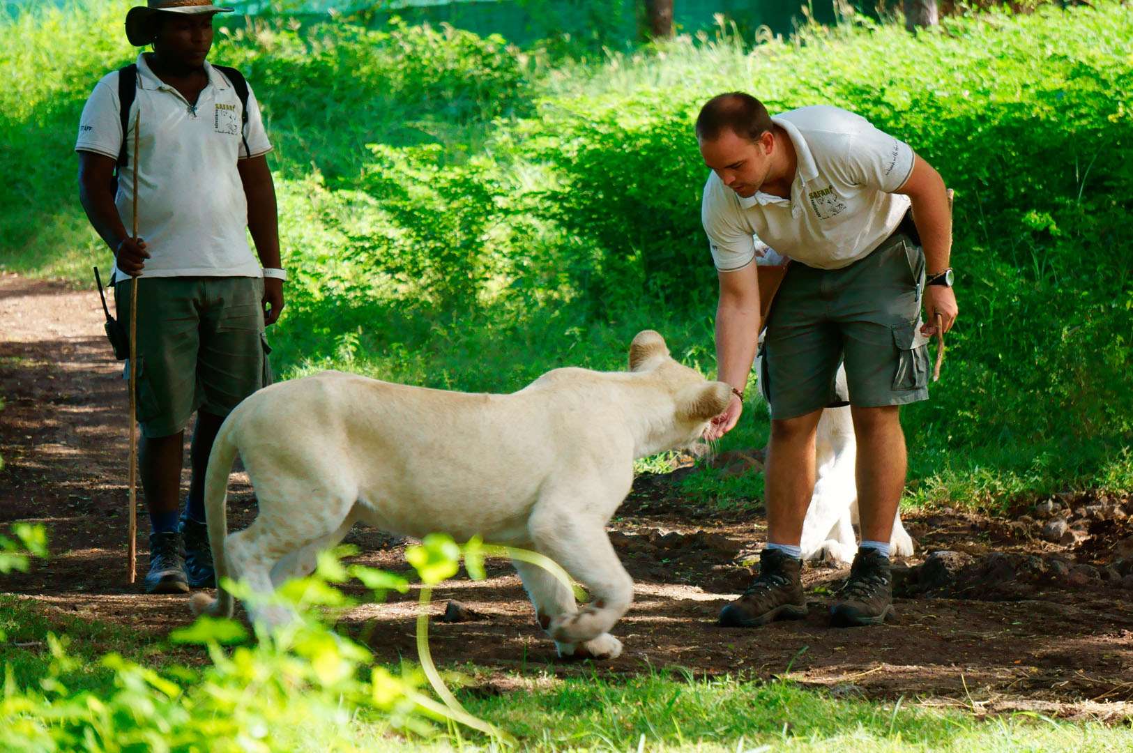 Walk with Lions at Casela Park