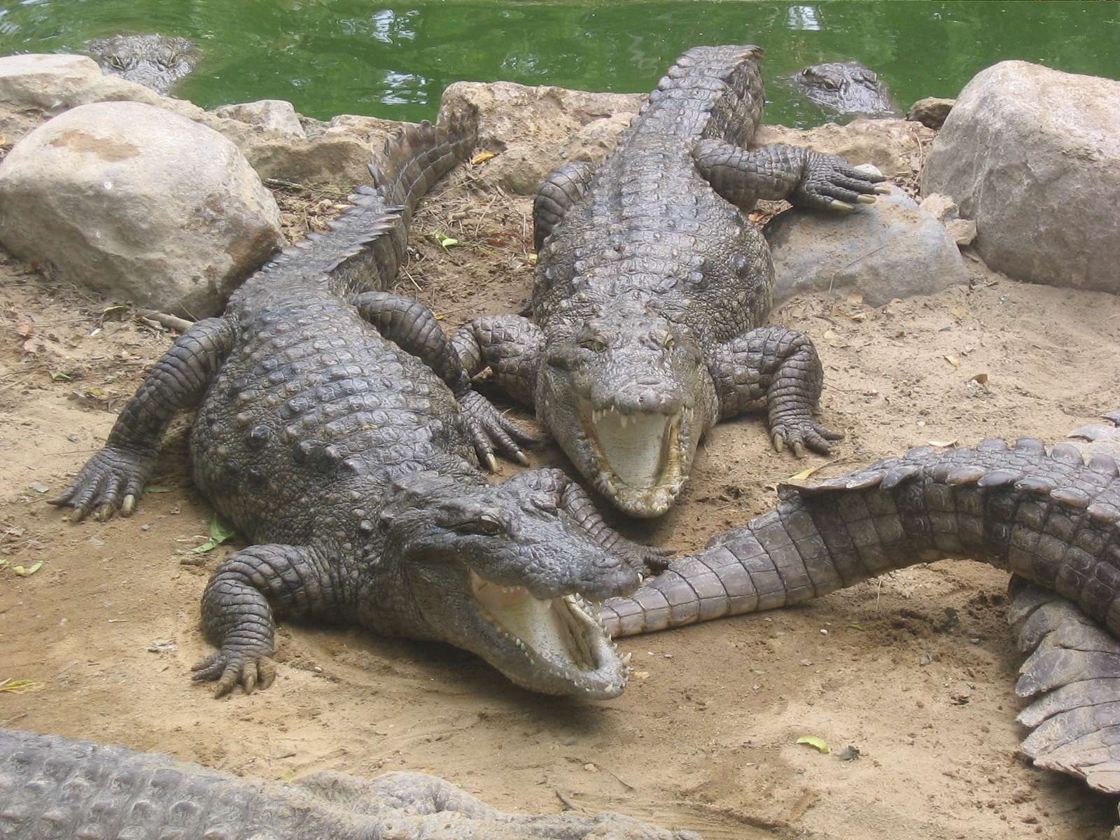 Visit Battambang Crocodile Farm