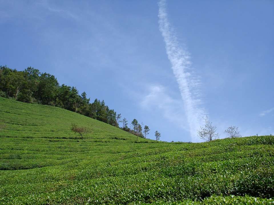 Visit Tea Plantations