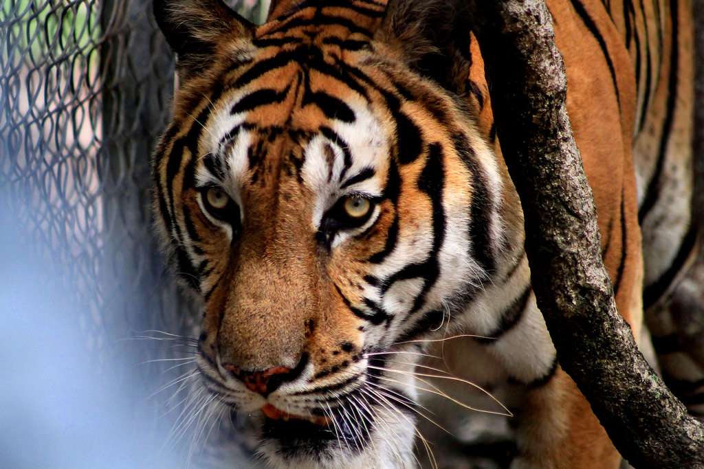 Visit Phnom Tamao Wildlife Rescue Center