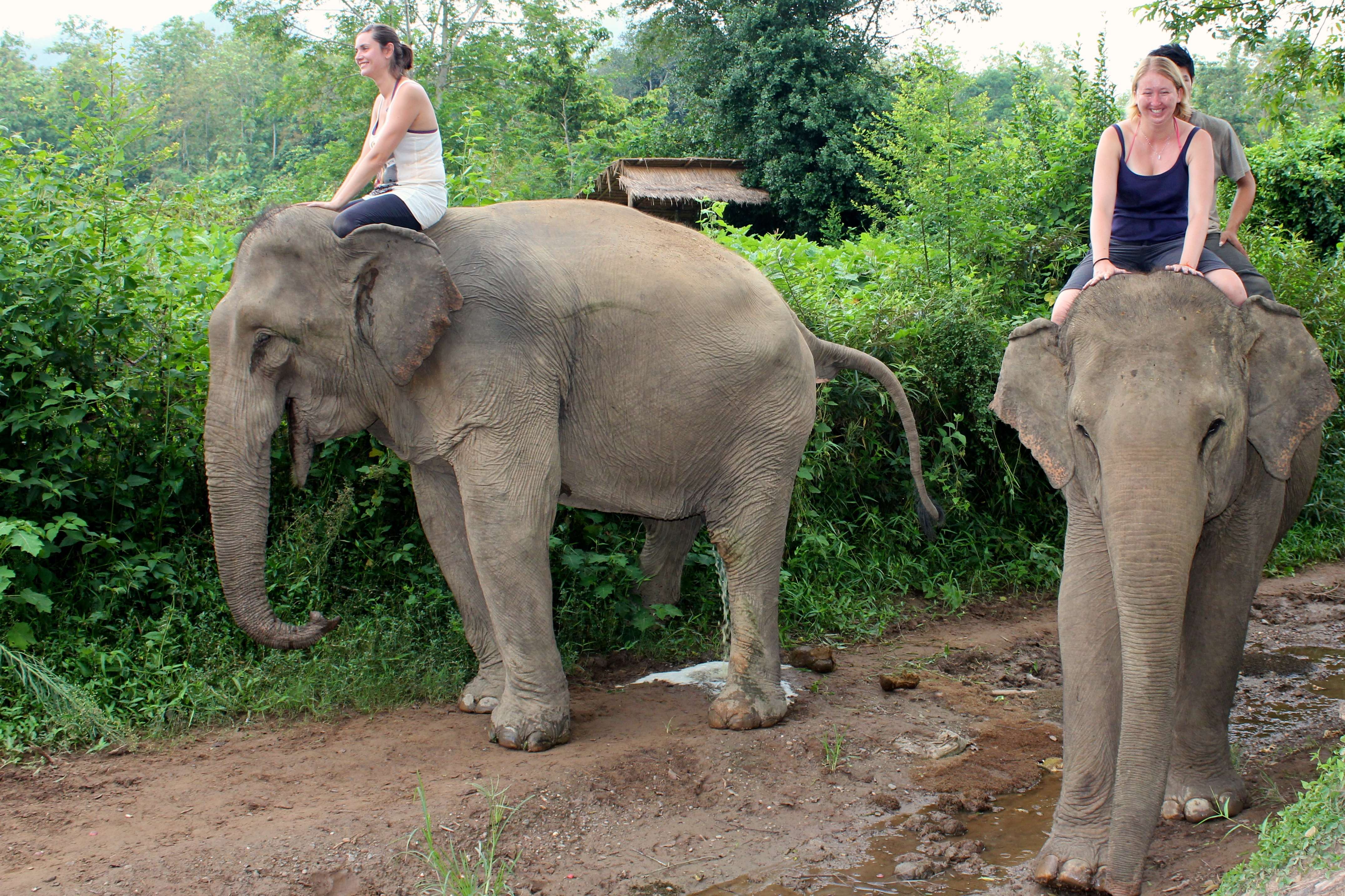 Elephant Village, Luang Prabang