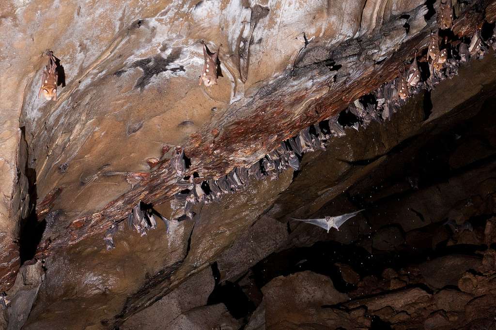 Khao Yai National Park’s Bat Caves, Hin Tung