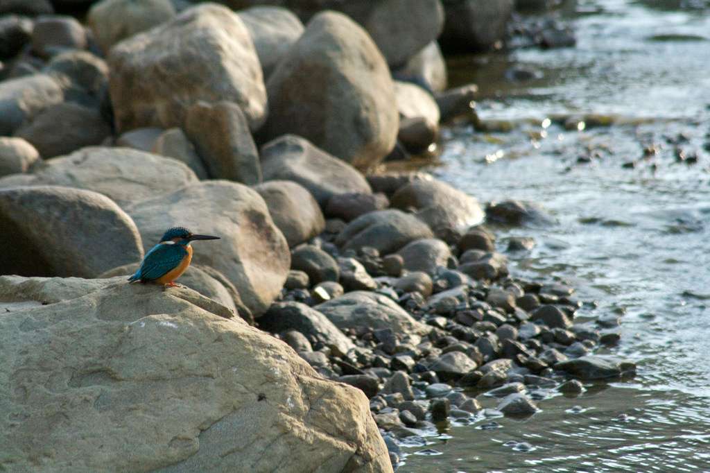 Benog Wildlife Sanctuary