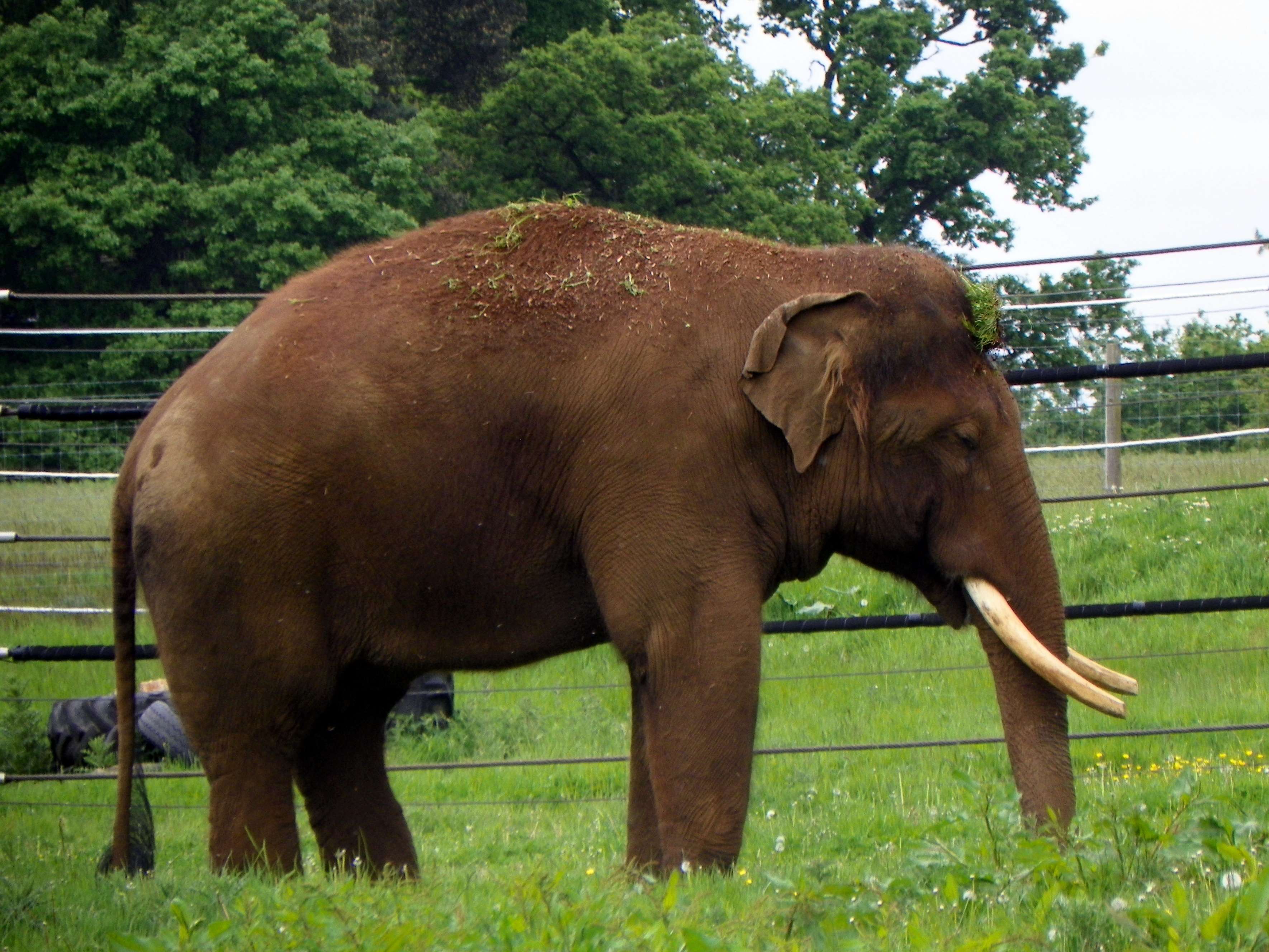 Safari Elephant Club - Patong Beach