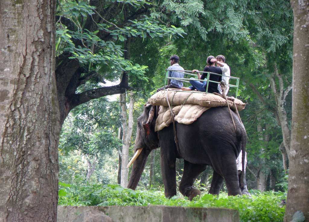 Kok Chang Elephant Camp - Kata Noi