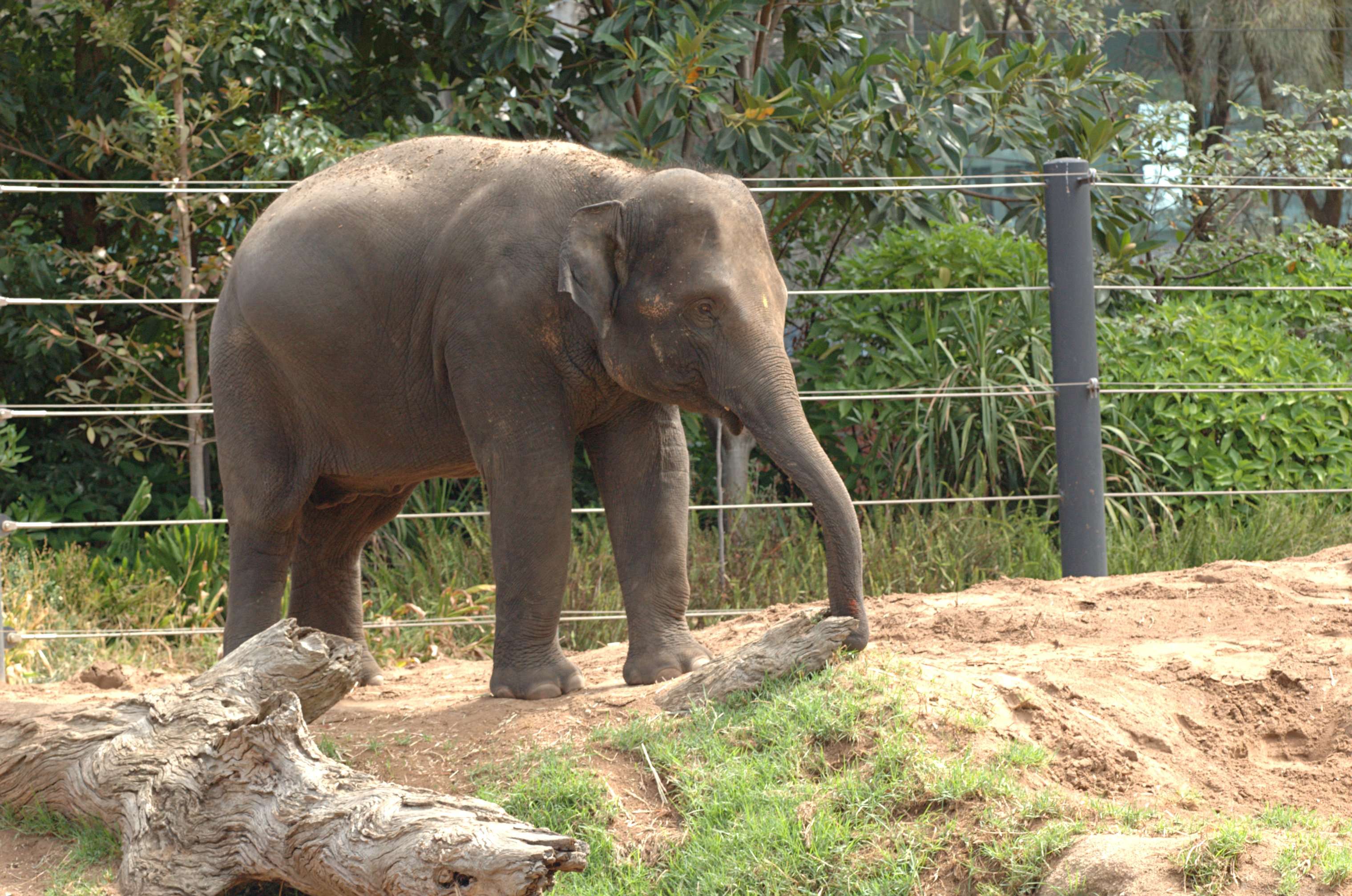 Sea View Elephant Camp - Nai Harn