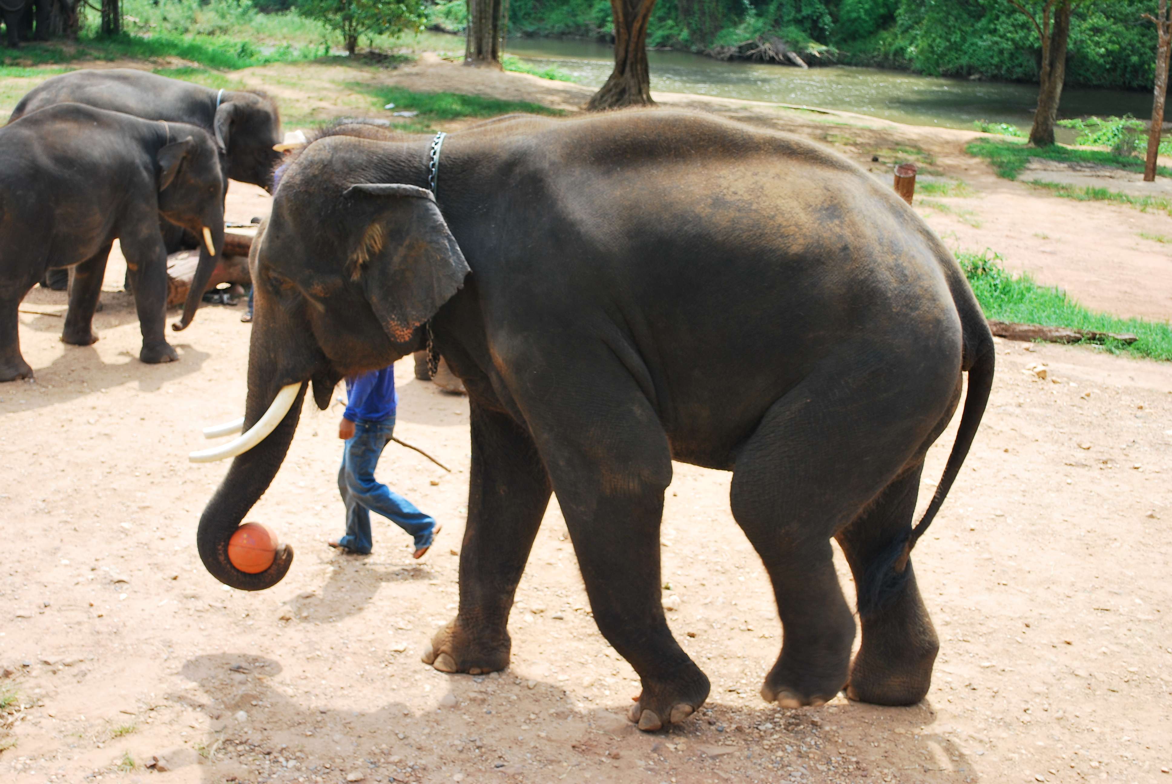 Mae Ping Elephant Village