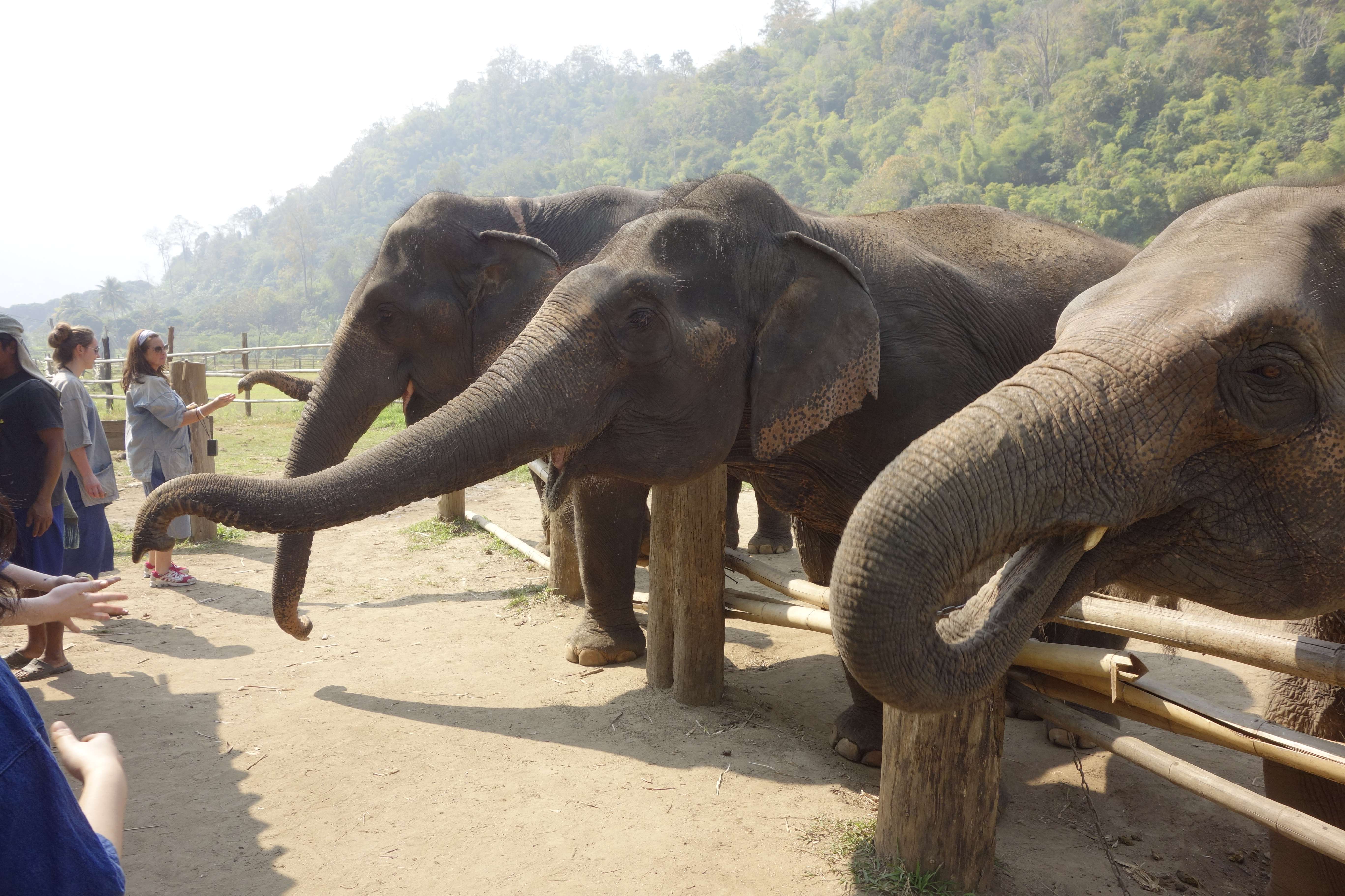 Maetaman Elephant Camp