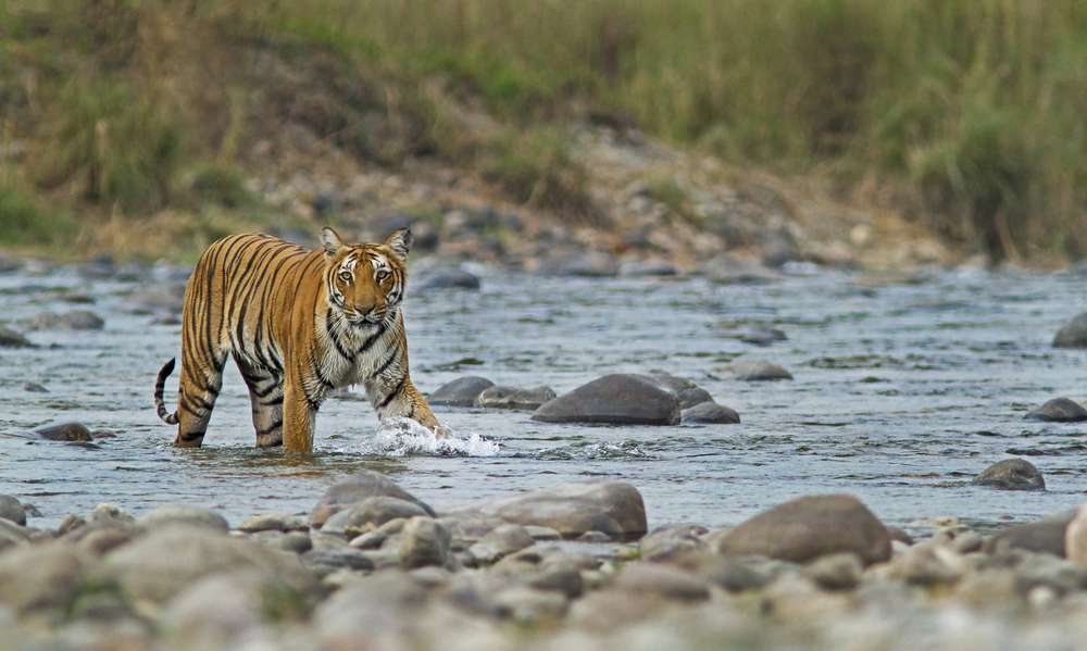 Jim Corbett National Park (300 kms from Delhi)