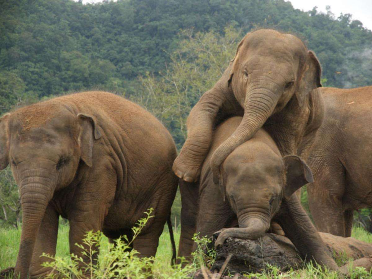 Elephant Life Experience