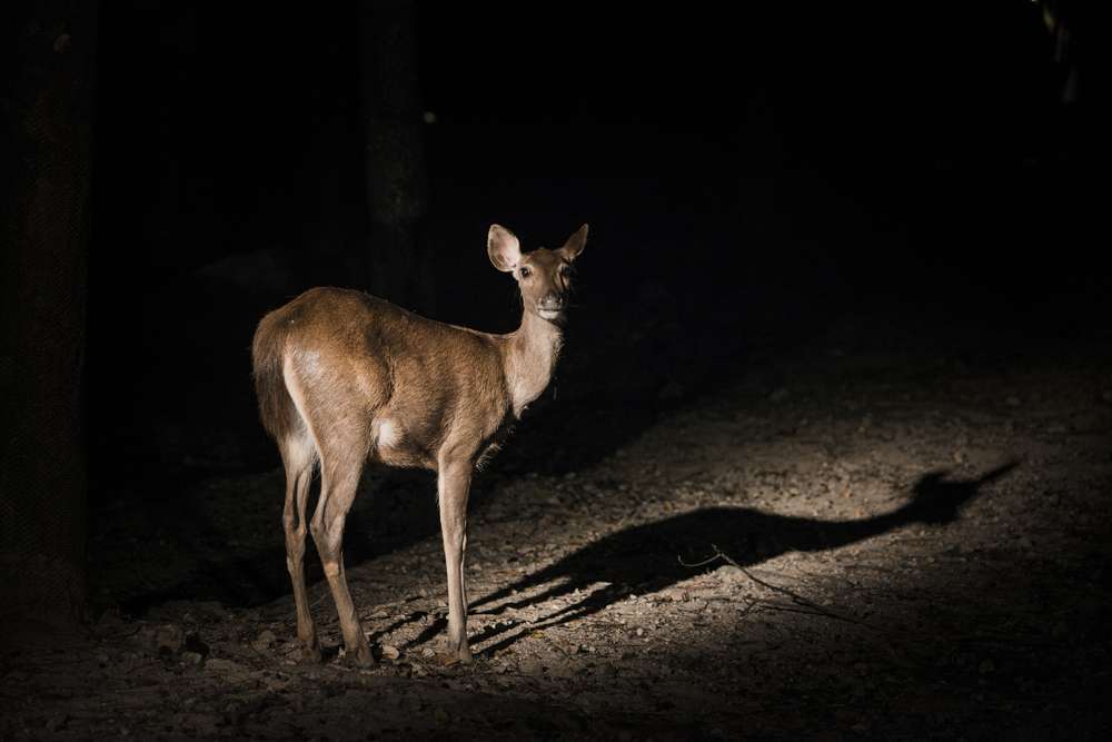 Night Safari, Khao Yai