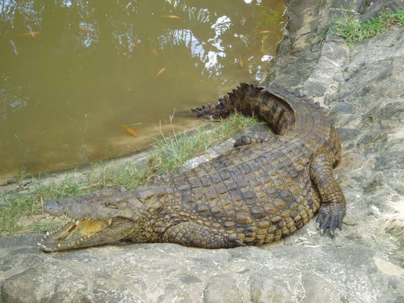 La Vanille Crocodile Park near Pot Louis