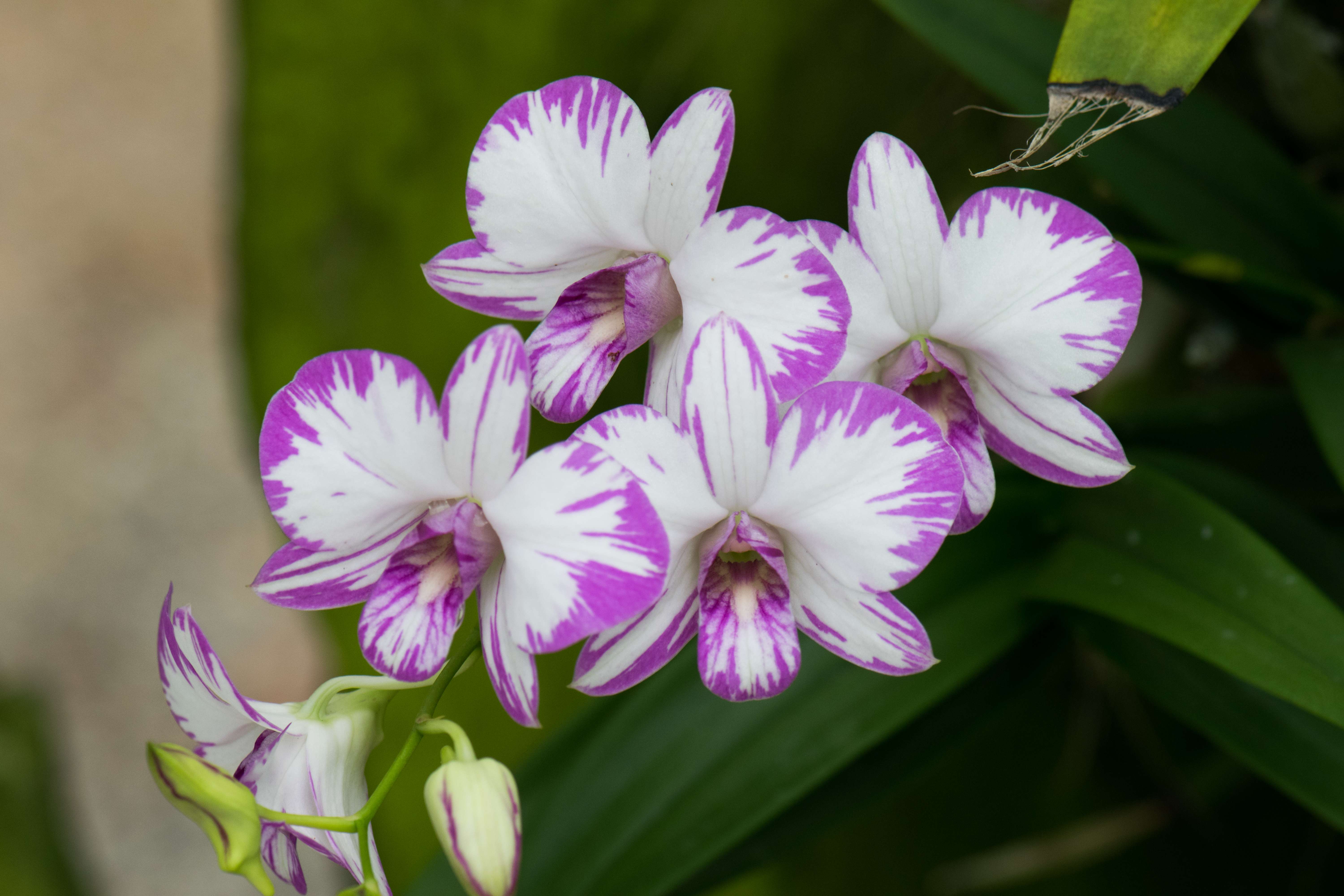 Sarawak Orchid Garden