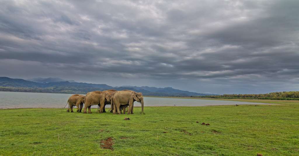 Best Time To Visit Jim Corbett