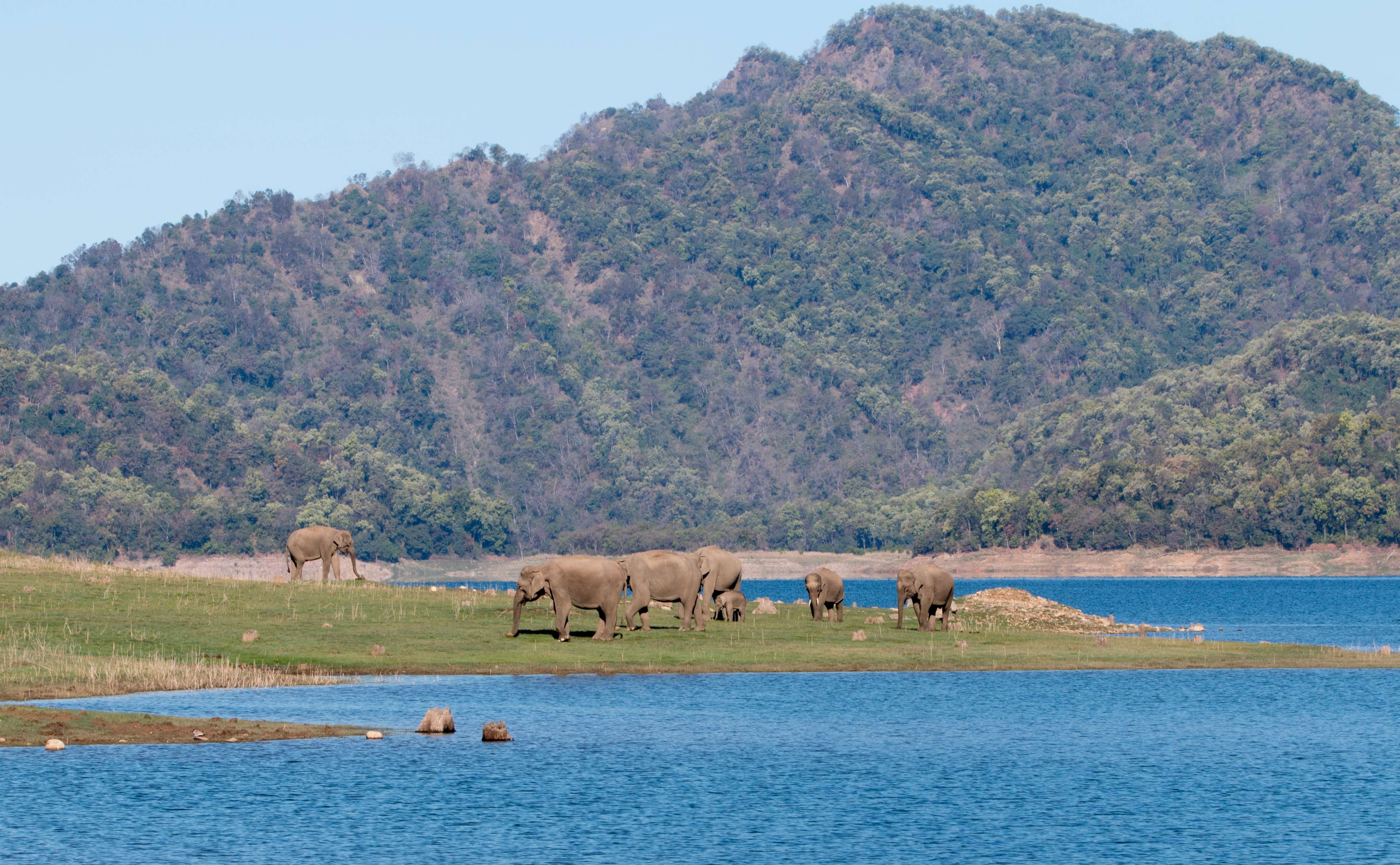Jim Corbett Safari - A Detailed Guide