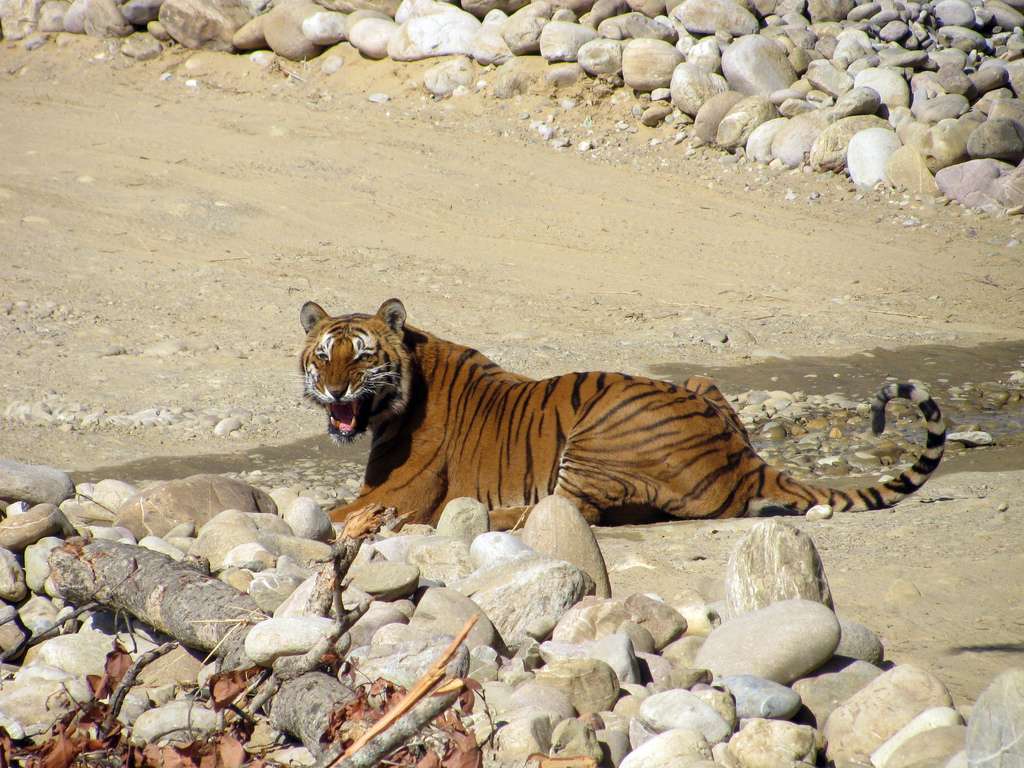 Online Booking Procedure