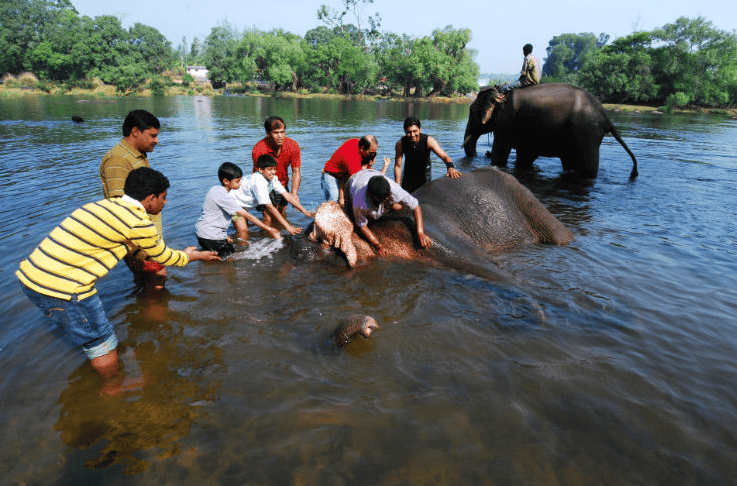Day Out at Dubare Elephant Camp in Coorg
