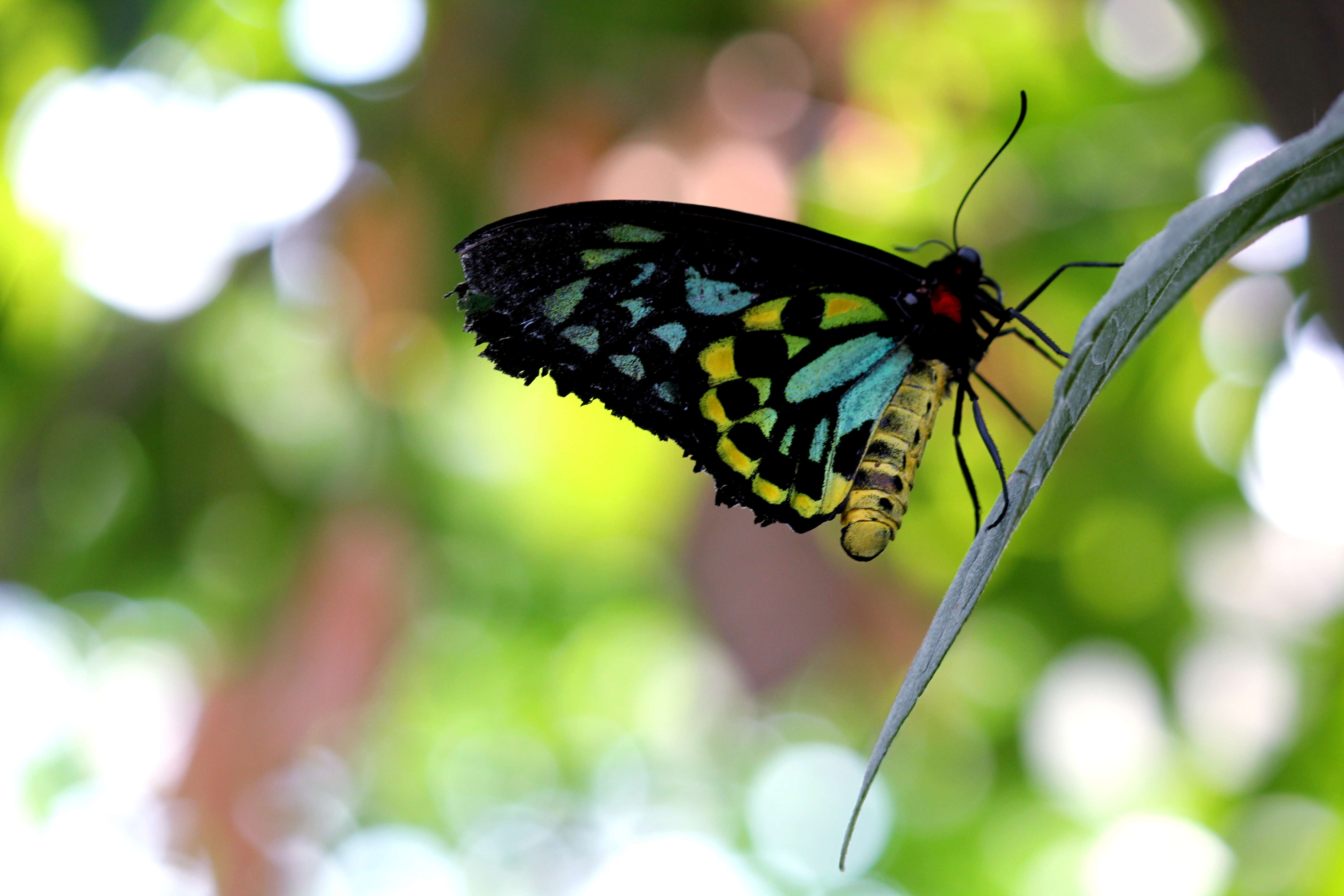 Banteay Srei Butterfly Centre
