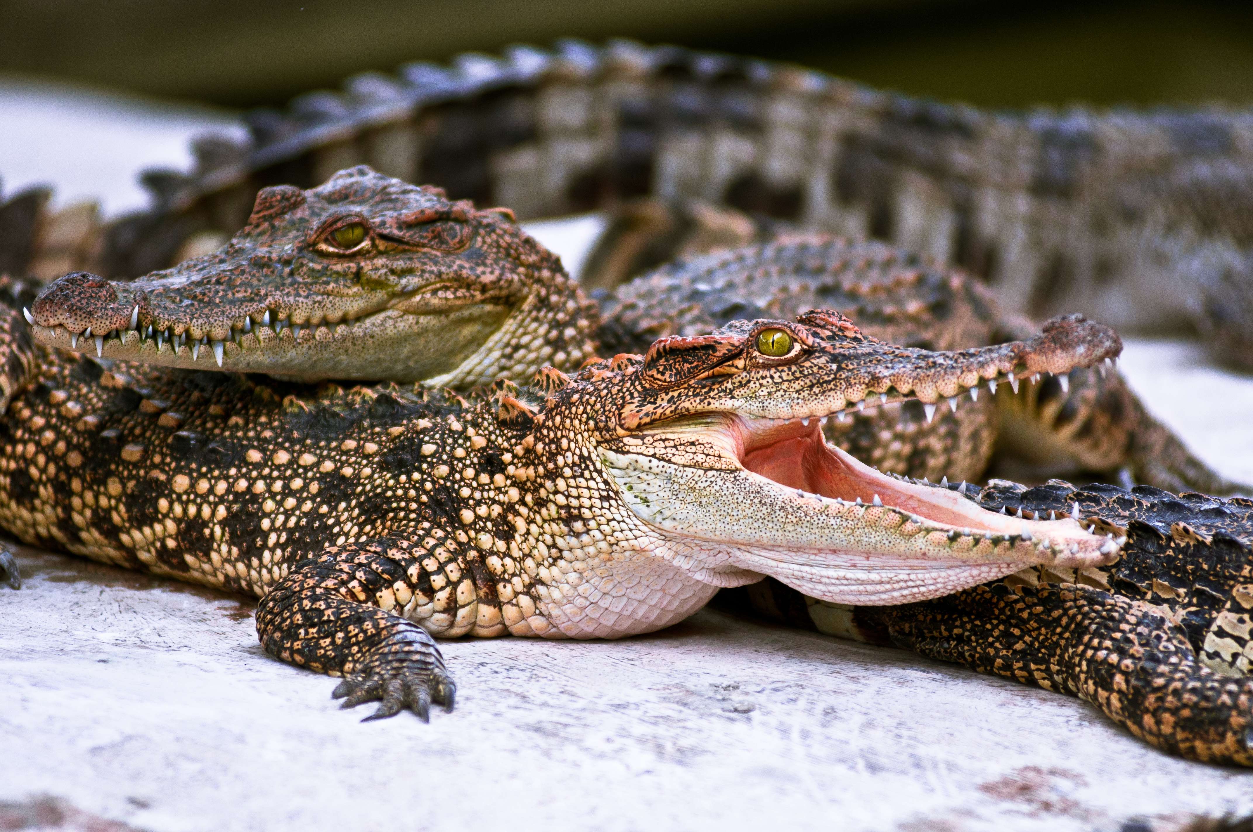Siem Reap Crocodile Farm