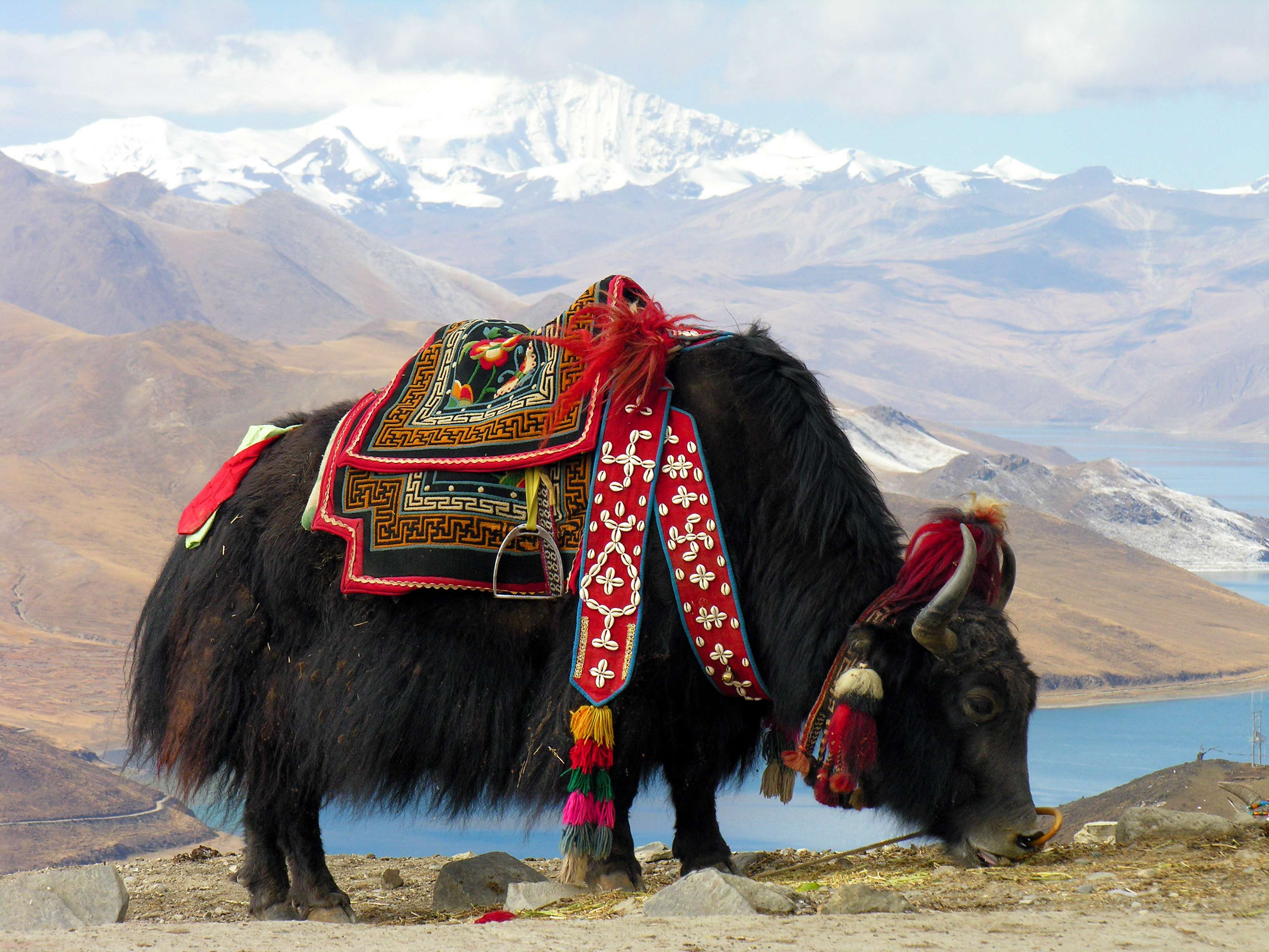 Take a Yak Safari Ride