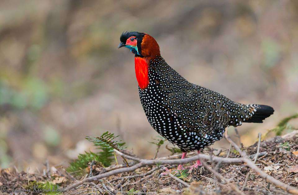 The Great Himalayan National Park