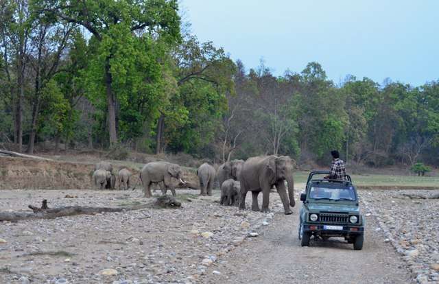 Rajaji National Park Wildlife Safari