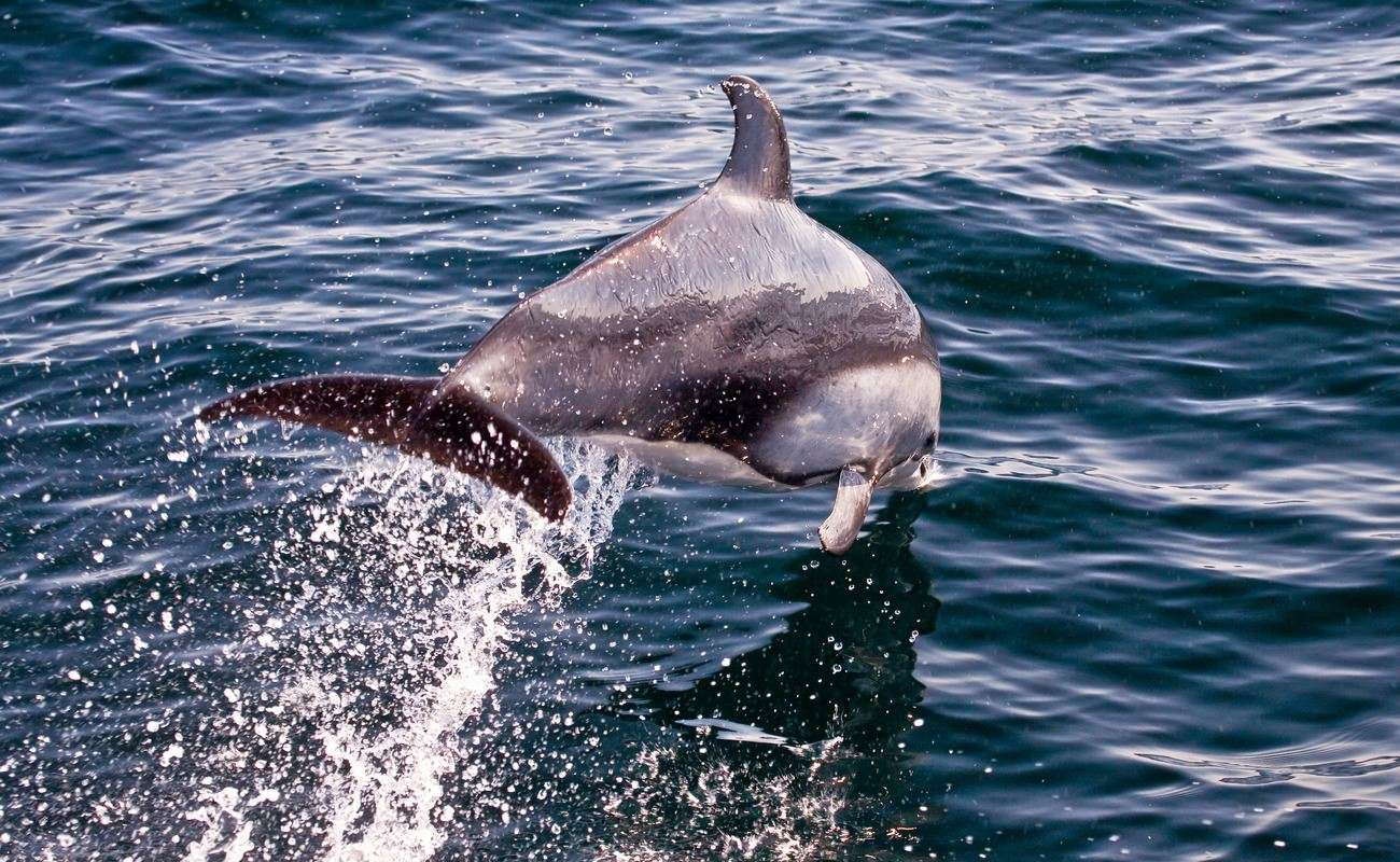 Dolphin Sightseeing Trip