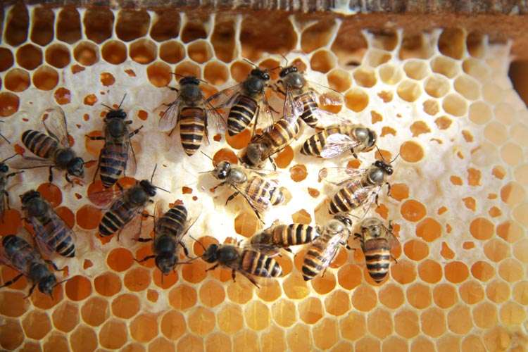 Honey Bees Centre