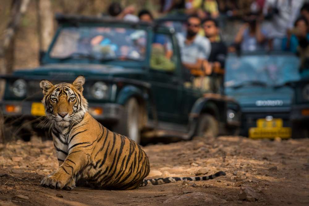 Best Time to Visit Ranthambore National Park