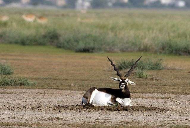 Black Buck Sightseeing