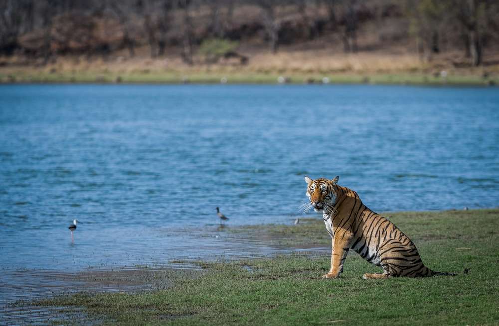 Tips to Know While Travelling to Ranthambore National Park