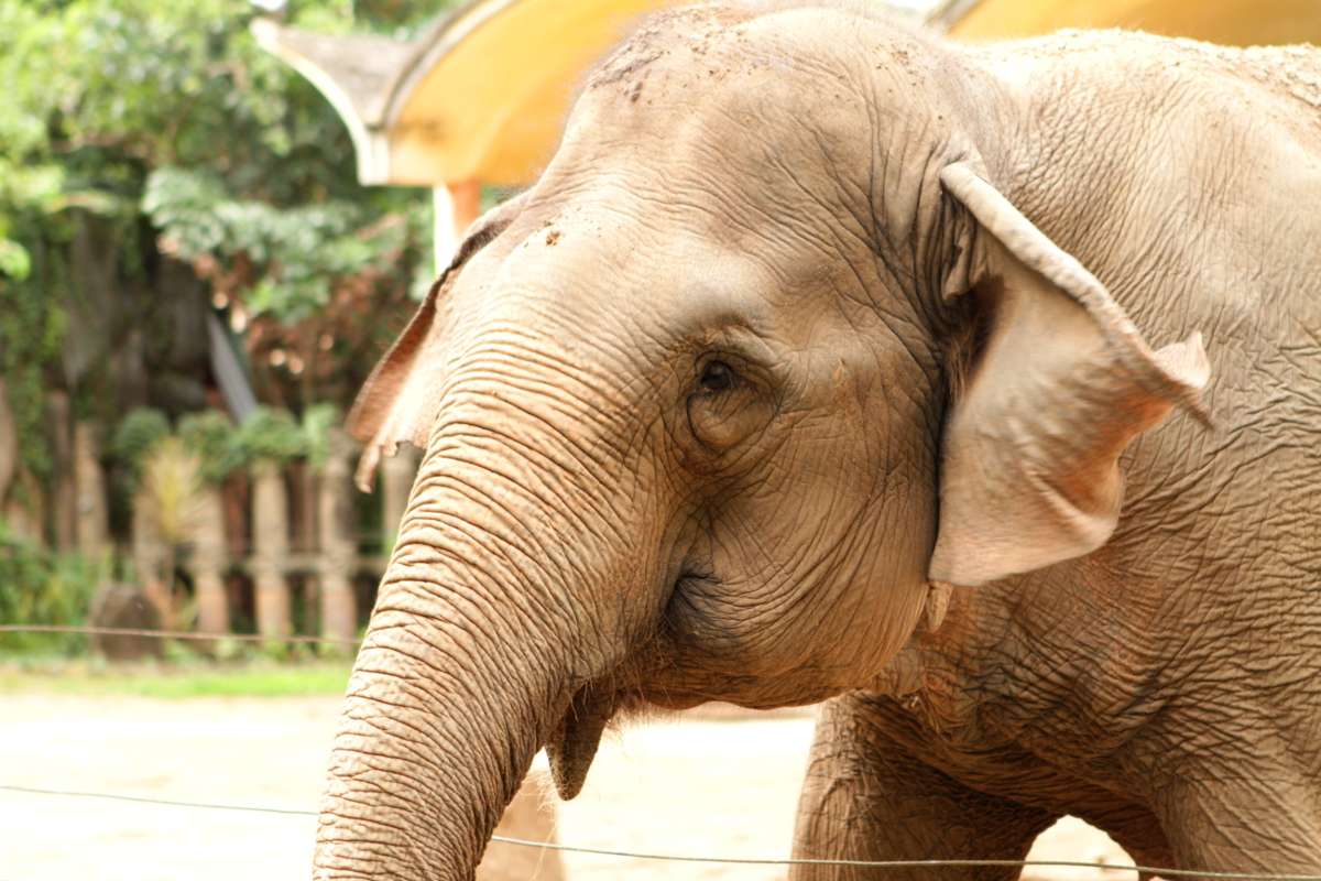 Visit Ho Chi Minh City Zoo