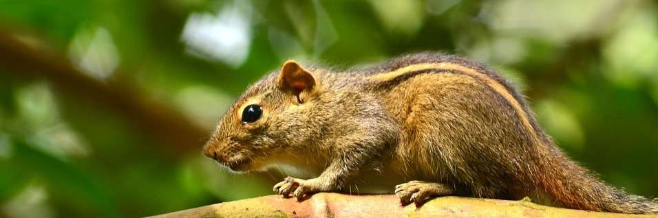 15 Sri Lanka Wildlife Escapades